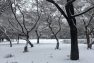 snow