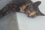 cat2