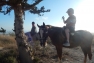 horse3