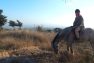 horse5