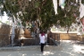 sacred tree2