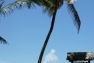 coconut-tree