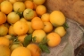 DSCN0910