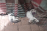 DSCN0932