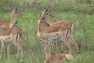 antelope