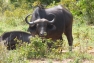 buffalo