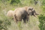 elephant2