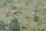 elephants