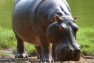 hippo2