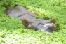 hippo3