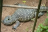 monitorlizard